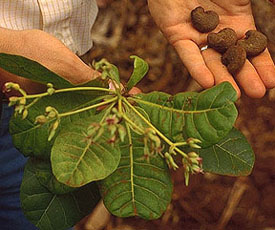 chocolate: the psychoactive food