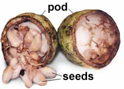 seeds and pod of the cacao tree