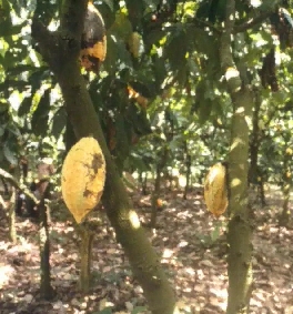the cacao tree