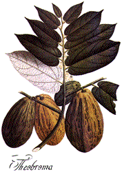 picture of cacao